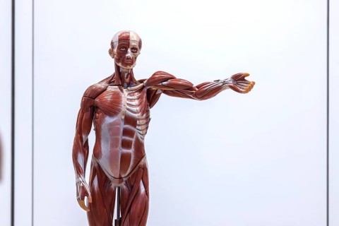 Human body model with muscles and organs for biology lessons. Scientific teaching aid from Hedinger