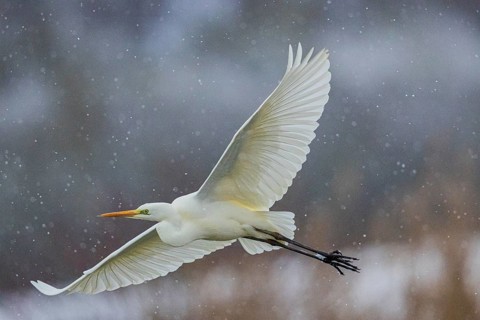 Great White Egret (Egretta alba) Germany