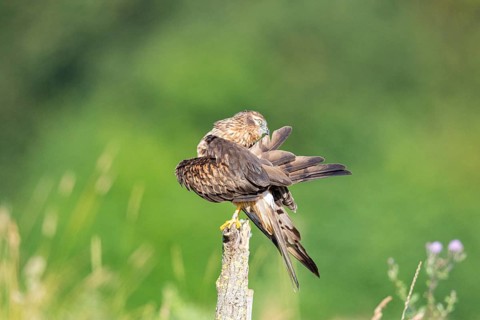 Montagu's harrier (Circus pygargus) wbl Germany