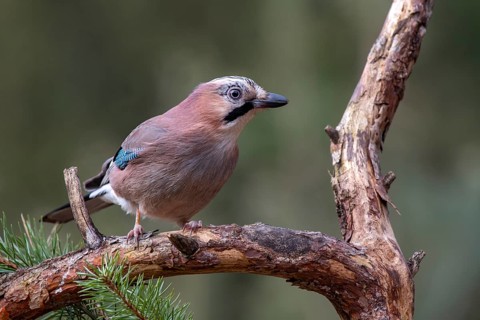 Eurasian jay (Garrulus glandarius), sitting on a branch, Terfens, Tyrol, Austria, Europe