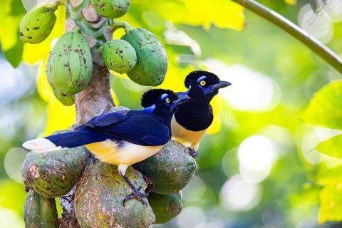 Plush-crested jay (Cyanocorax chrysops) Pantanal Brazil