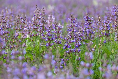 Common sage (salvia officinalis) in bloom, Freital, Saxony, Germany, Europe