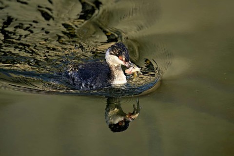 Slavonian grebe (Podiceps auritus), adult, in a white plumage, winter plumage, swimming with a fish