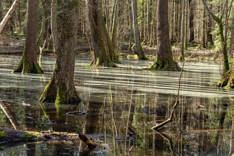 Forest and moorland in the Müritz National Park, Mecklenburg-Western Pomerania, Germany, Europe