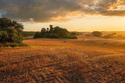 Typical hilly landscape with copses in the golden evening light, stubble field with round straw