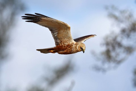 Marsh harrier (Circus aeruginosus) in flight, bird of prey in search of food, Peene Valley River