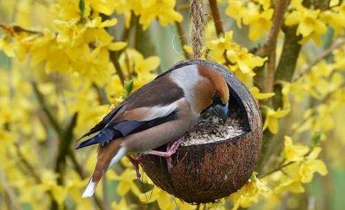 Hawfinch, (Coccothraustes coccothraustes) eats sunflower seeds in forsythia, (Forsythia ×