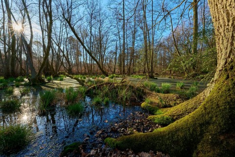 Riparian forest, moss-covered tree at a swampy waterway in a sunlit forest, oak, spring, nature