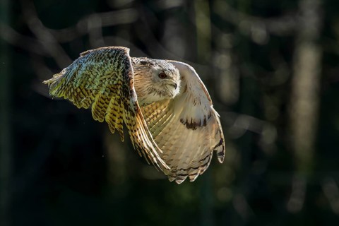 An owl flies through a dense forest in low light with its wings outstretched, Siberian Eagle Owl