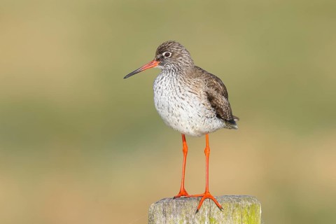 Redshank, (Tringa totanus), stands attentively on a pasture fence, wildlife, animals, birds, snipe
