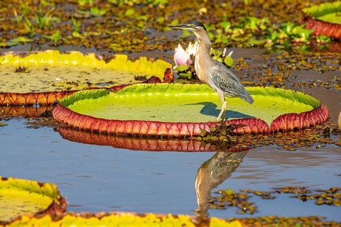 Mongrove Heron (Butorides striatus) Pantanal Brazil