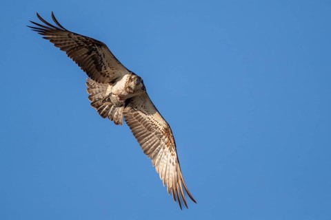 An osprey flies in the sky with prey fish, Müritz region, Mecklenburg-Vorpommern, Germany, Europe