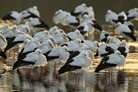 White storks (Ciconia ciconia), large flock roosting in shallow water, Flachsee, Canton Aargau,