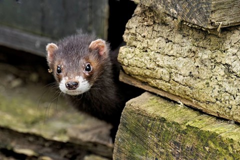 European polecat (Mustela putorius), also known as ferret, looking out from between piles of wood,