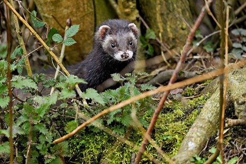 European polecat (Mustela putorius) or wood polecat, looking out of the undergrowth, captive,
