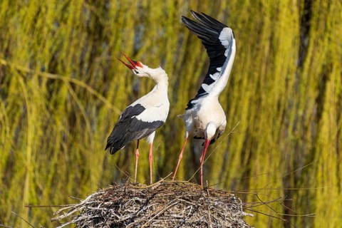 Two storks standing in the nest, one with open beak, surrounded by willow branches, white stork