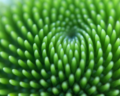 Close-up of the green flower head of a coneflower (Echinacea flower), with fascinating spiral