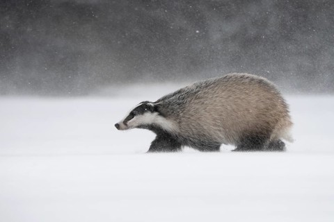 Badger in the snow, Wittlich, Rhineland-Palatinate, Germany, Europe