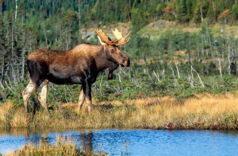 Moose. Alces alces. Bull moose standing and watching. Gros Morne national park. Province of