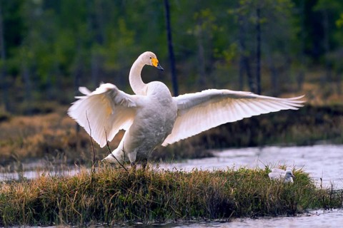 Whooper swan. Cygnus cygnus. Whooper swan standing up and flapping wings. Kuusamo area. Finland
