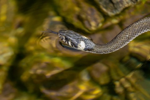 Grass snake (Natrix natrix) swimming in a body of water, Germany, Europe