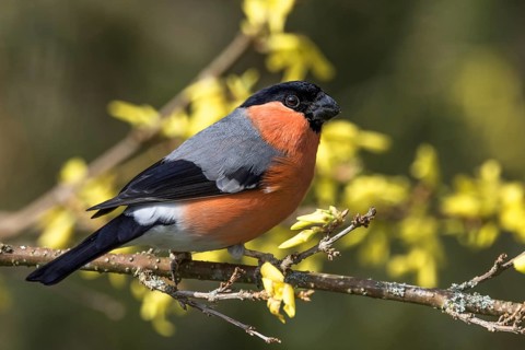 Male bullfinch (Pyrrhula pyrrhula) sitting on a branch framed by yellow forsythia blossoms,