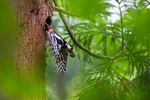 Great spotted woodpecker (Dendrocopos major), male flies out of the nesting cavity with droppings