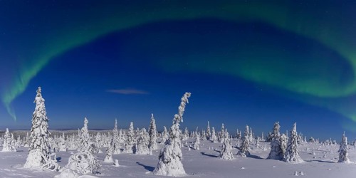 Northern lights, Aurora borealis over snow covered spruce trees on the taiga in winter at night,