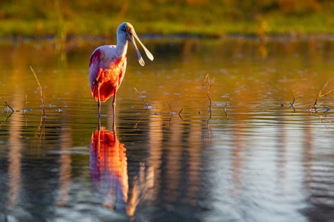 Roseate spoonbill (Ajaia ajaja) Pantanal Brazil