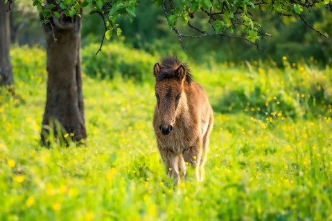Icelandic horse in a pasture. Foal, brown colour. Evening, golden hour, sidelight. Germany