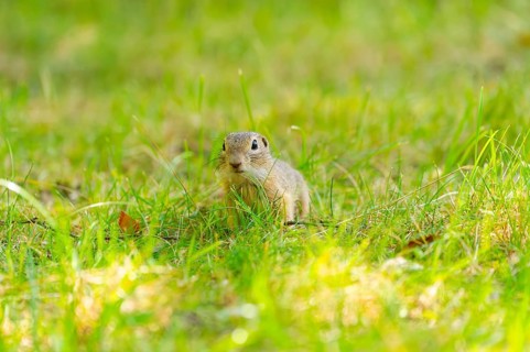 European ground squirrel (Spermophilus citellus) on a meadwo, Bavaria, Germany, Europe