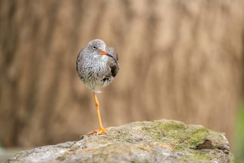 Common redshank (Tringa totanus) standing on a rock, Bavaria, Germany, Europe
