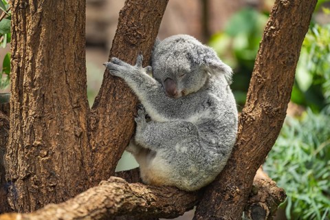 Koala (Phascolarctos cinereus) sitting on a tree, captive, distribution South Australia, Australia,