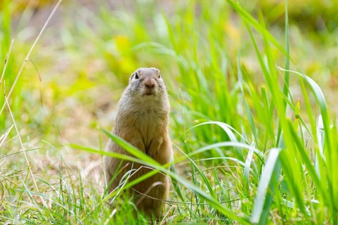 European ground squirrel (Spermophilus citellus) on a meadwo, Bavaria, Germany, Europe