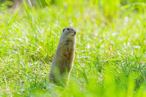European ground squirrel (Spermophilus citellus) on a meadwo, Bavaria, Germany, Europe