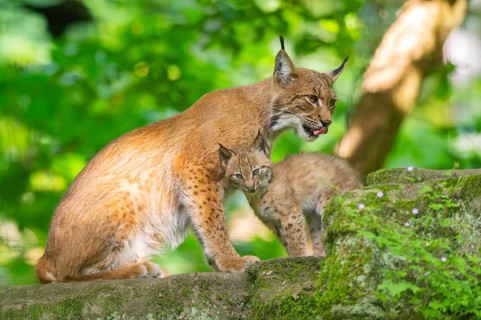 Eurasian lynx (Lynx lynx) mother with her youngsters (cubs) in a forest, Bavaria, Germany, Europe