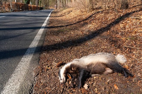 Dead European badger (Meles meles) run over by a car after a wildlife accident lies on the side of