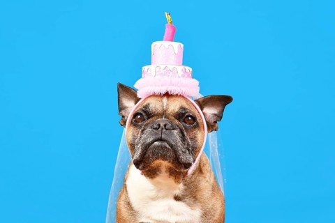 Cute French Bulldog dog with birthday party cake hat on blue background