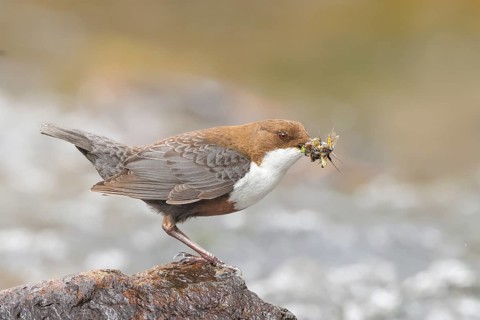 White-throated Dipper (Cinclus cinclus) on a stone on the bank of a river, with caddis fly larvae