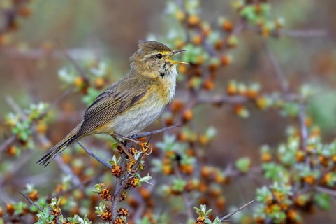 Willow warbler (Phylloscopus trochilus, Motacilla trochilus) calling from shrub in spring