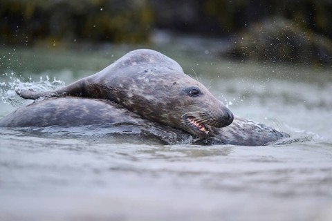 Grey seal (Halichoerus grypus) playing with each other in the water, sea, Düne, Helgoland,