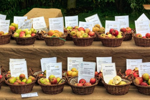 Market stall, many different apple varieties (Malus), Shepherd and Hat Festival 2017, Amelungsborn