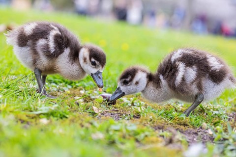 Chicks of the Nile Goose (Alopochen aegyptiaca) freshly hatched, park in spring with spring flowers