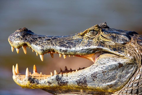 Spectacled caiman (Caiman crocodilius) Panatanal Brazil