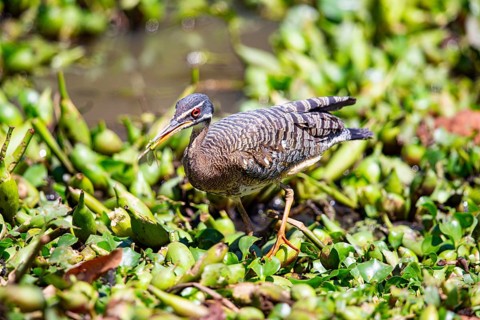 Sun rail (Eurypyga helias) Pantanal Brazil