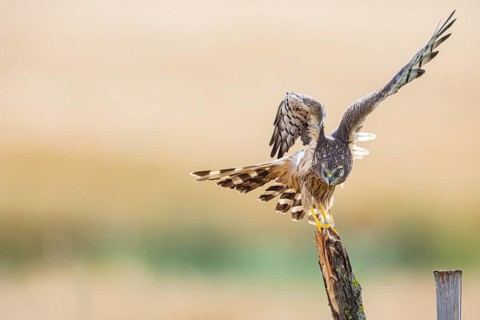 Montagu's harrier (Circus pygargus) wbl Germany