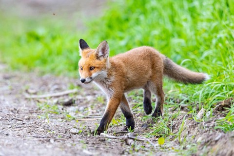 Fox (Vulpes vulpes) puppy Germany