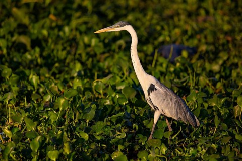 Cocoi Heron (Ardea cocoi) Pantanal Brazil