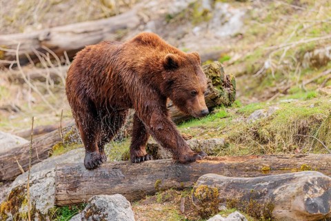A young male brown bear (Ursus arctos arctos), soaked from bathing in a stream, runs over hilly