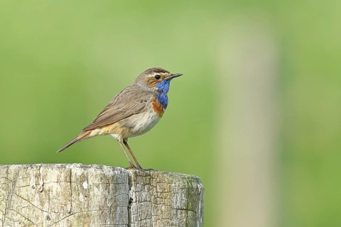 Bluethroat (Luscinia svecica cyanecula), male, on a pasture fence post, wildlife, Lembruch, Ochsen